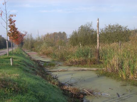 De Peel : Kanaalweg, Moorlandschaft, Herbstimpressionen